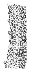 Fissidens dubius, laminal cells, margin of dorsal lamina. Drawn from J.K. Bartlett 23383, WELT M007506.
 Image: R.C. Wagstaff © Landcare Research 2014 